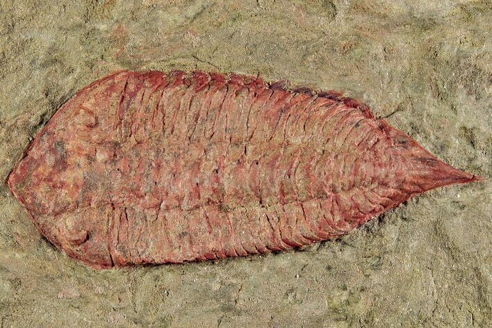 Red Dalmanitid (Ormathops) Trilobite - Zagora, Morocco #233423